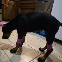 Princess, a female Doberman Pinscher for sale in Midwest City, OK – 2 of 10