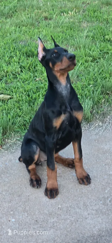 Princess – Doberman Pinscher puppy for sale in Midwest City, OK