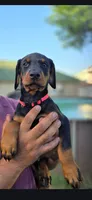 Princess, a female Doberman Pinscher for sale in Midwest City, OK – 10 of 10