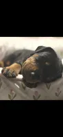 Zeus, a male Doberman Pinscher for sale in Midwest City, OK – 6 of 8