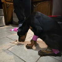 Princess, a female Doberman Pinscher for sale in Midwest City, OK – 3 of 10