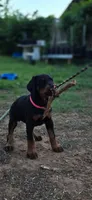 Princess, a female Doberman Pinscher for sale in Midwest City, OK – 8 of 10