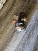 Evie PET HOME ONLY , a female Yorkshire Terrier for sale in McDonough, GA – Photo 1 of 7