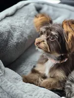 Evie PET HOME ONLY , a female Yorkshire Terrier for sale in McDonough, GA – Photo 2 of 7