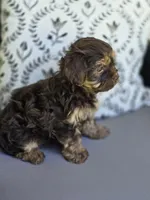 Chocolate Boy, a male Yorkipoo and Yorkshire Terrier for sale in McDonough, GA – Photo 5 of 7
