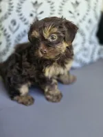 Chocolate Boy, a male Yorkipoo and Yorkshire Terrier for sale in McDonough, GA – Photo 3 of 7