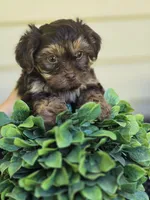 Chocolate Boy, a male Yorkipoo and Yorkshire Terrier for sale in McDonough, GA – Photo 7 of 7