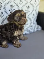 Chocolate Boy, a male Yorkipoo and Yorkshire Terrier for sale in McDonough, GA – Photo 1 of 7