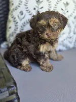Chocolate Boy, a male Yorkipoo and Yorkshire Terrier for sale in McDonough, GA – Photo 2 of 7