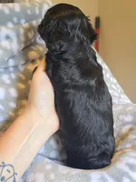 Girl 1, a female Yorkipoo and Yorkshire Terrier for sale in McDonough, GA – Photo 8 of 9