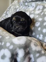 Girl 1, a female Yorkipoo and Yorkshire Terrier for sale in McDonough, GA – Photo 4 of 9