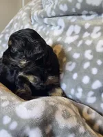 Girl 1, a female Yorkipoo and Yorkshire Terrier for sale in McDonough, GA – Photo 6 of 9