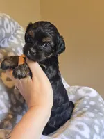 Girl 1, a female Yorkipoo and Yorkshire Terrier for sale in McDonough, GA – Photo 5 of 9