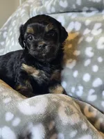 Girl 1, a female Yorkipoo and Yorkshire Terrier for sale in McDonough, GA – Photo 2 of 9