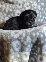 GIRL 2, a female Yorkipoo and Yorkshire Terrier for sale in McDonough, GA – Photo 3 of 8