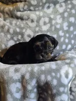 GIRL 2, a female Yorkipoo and Yorkshire Terrier for sale in McDonough, GA – Photo 2 of 8