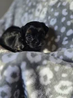 GIRL 2, a female Yorkipoo and Yorkshire Terrier for sale in McDonough, GA – Photo 6 of 8