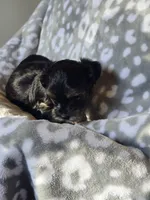 GIRL 2, a female Yorkipoo and Yorkshire Terrier for sale in McDonough, GA – Photo 4 of 8