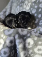 GIRL 2, a female Yorkipoo and Yorkshire Terrier for sale in McDonough, GA – Photo 7 of 8