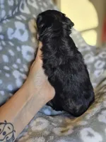 Girl 3, a female Yorkipoo and Yorkshire Terrier for sale in McDonough, GA – Photo 4 of 7