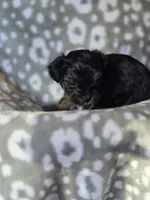 Girl 3, a female Yorkipoo and Yorkshire Terrier for sale in McDonough, GA – Photo 2 of 7