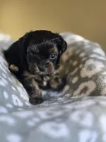 Girl 3, a female Yorkipoo and Yorkshire Terrier for sale in McDonough, GA – Photo 6 of 7