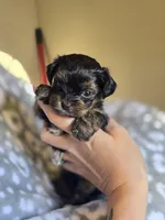 Girl 3, a female Yorkipoo and Yorkshire Terrier for sale in McDonough, GA – Photo 1 of 7