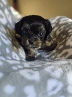 Girl 3, a female Yorkipoo and Yorkshire Terrier for sale in McDonough, GA – Photo 5 of 7