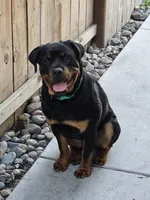 Isis , a female Rottweiler for sale in Stockton, CA – 4 of 4
