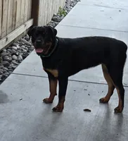 Isis , a female Rottweiler for sale in Stockton, CA – 2 of 4
