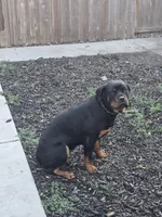 Isis , a female Rottweiler for sale in Stockton, CA – 3 of 4