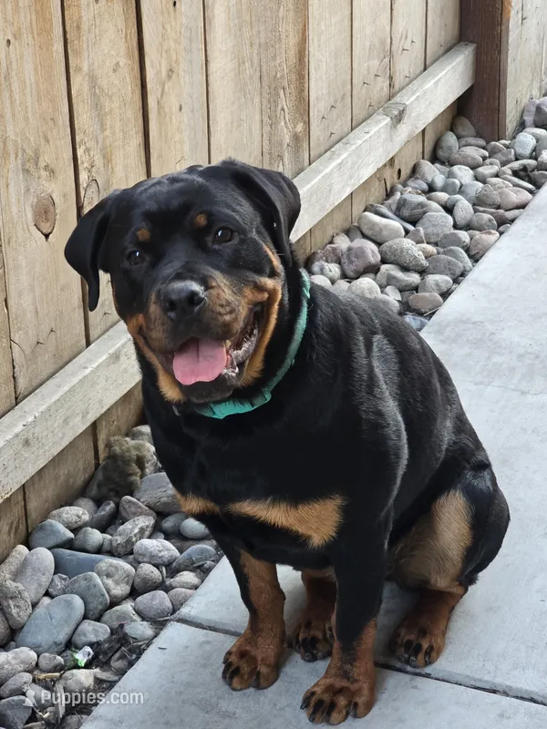 Isis  – Rottweiler puppy for sale in Stockton, CA
