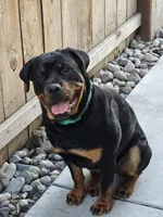 Isis , a female Rottweiler for sale in Stockton, CA – 1 of 4
