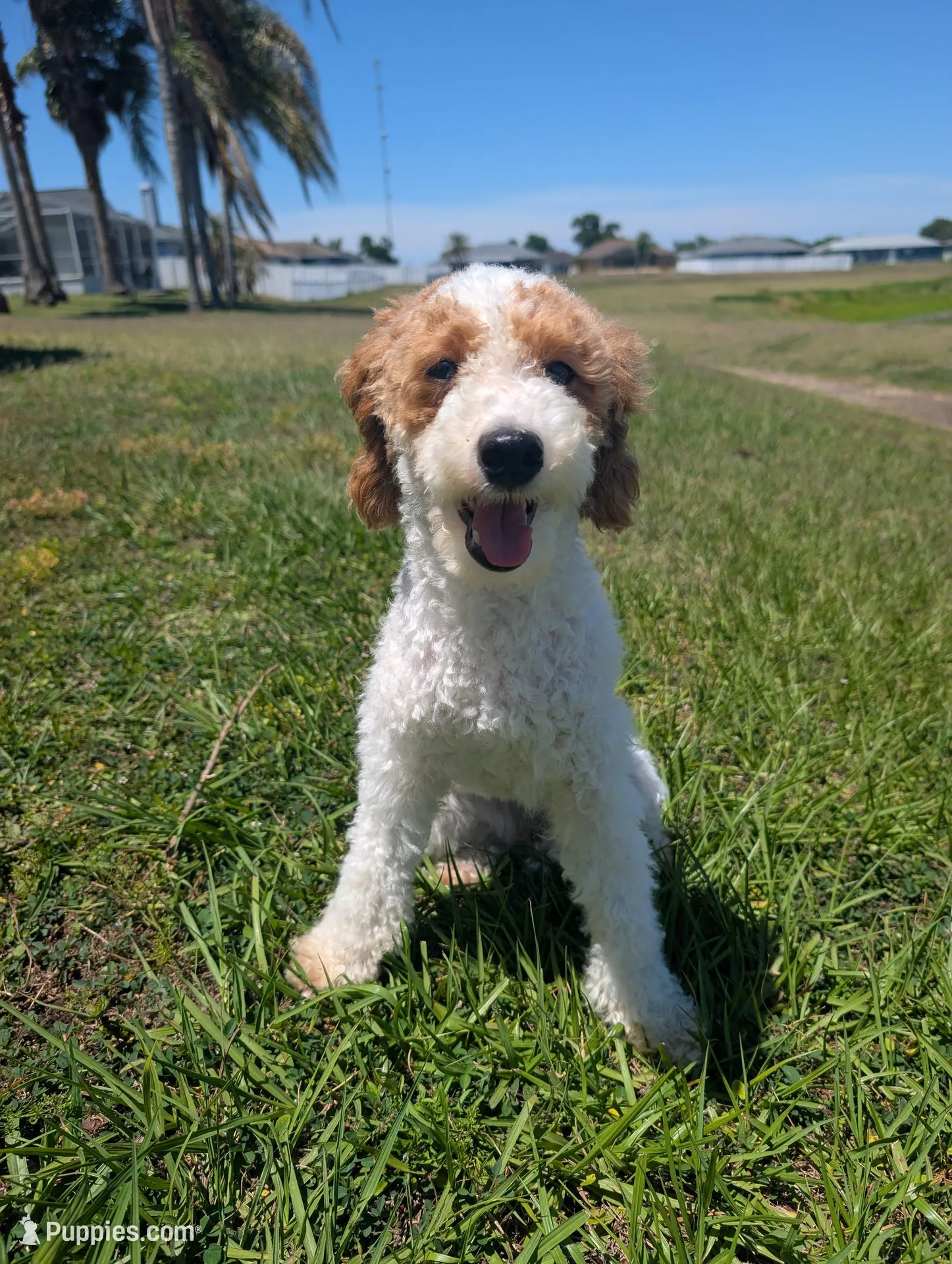 Reyla , a female Poodle - Miniature  and Bernedoodle for sale in Lakeland, FL – 1 of 3