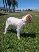 Reyla , a female Poodle - Miniature  and Bernedoodle for sale in Lakeland, FL – 3 of 3