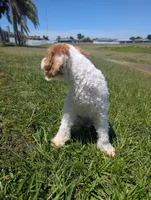 Reyla , a female Poodle - Miniature  and Bernedoodle for sale in Lakeland, FL – 2 of 3
