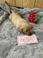 Daisy, a female Golden Retriever for sale in Loogootee, IN – 2 of 5
