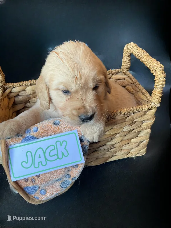 Jack – Golden Retriever puppy for sale in Loogootee, IN