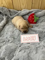 Lucy, a female Golden Retriever for sale in Loogootee, IN – 3 of 5