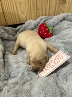 Sunny, a male Golden Retriever for sale in Loogootee, IN – 4 of 6