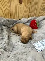 Casper, a male Golden Retriever for sale in Loogootee, IN – 3 of 5