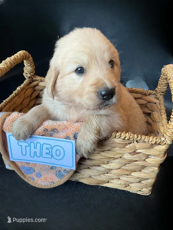 Theo – Golden Retriever puppy for sale in Loogootee, IN