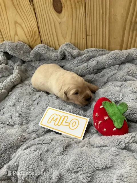 Milo – Golden Retriever puppy for sale in Loogootee, IN