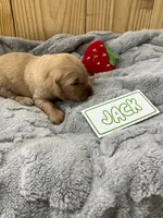 Jack, a male Golden Retriever for sale in Loogootee, IN – 2 of 6