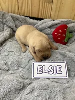 Elsie, a female Golden Retriever for sale in Loogootee, IN – 3 of 4