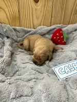 Casper, a male Golden Retriever for sale in Loogootee, IN – 2 of 5