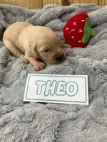 Theo, a male Golden Retriever for sale in Loogootee, IN – 3 of 5