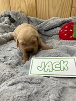 Jack, a male Golden Retriever for sale in Loogootee, IN – 5 of 6