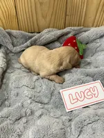 Lucy, a female Golden Retriever for sale in Loogootee, IN – 2 of 5