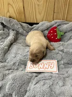 Sunny, a male Golden Retriever for sale in Loogootee, IN – 2 of 6